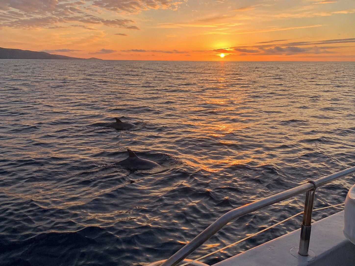 Bottlenose dolphins swimming in the Adriatic sea at golden hour