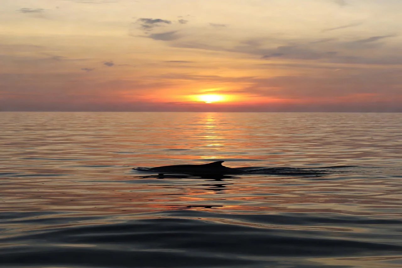Dolphin Watching Sunset tour from Fažana