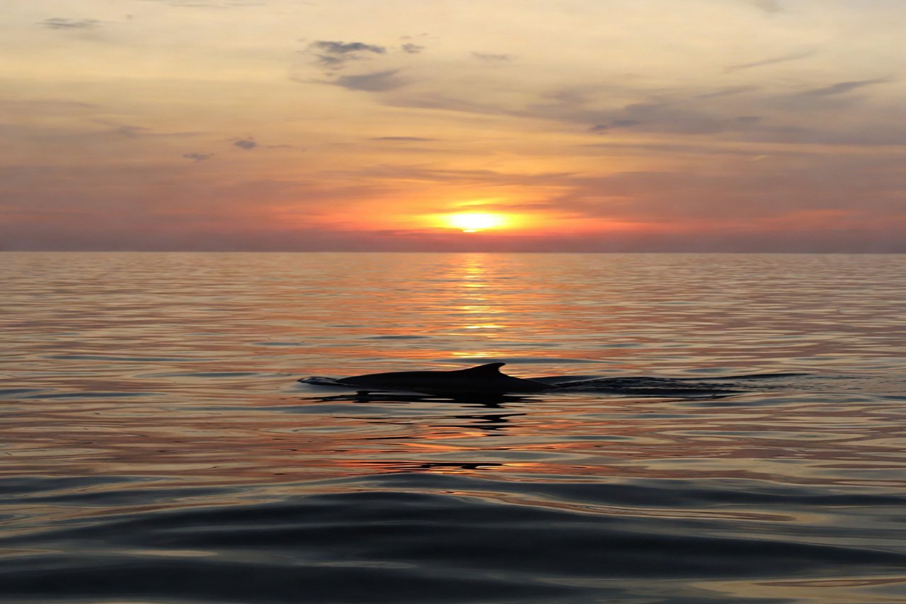 dolphin excursion from fazana-2